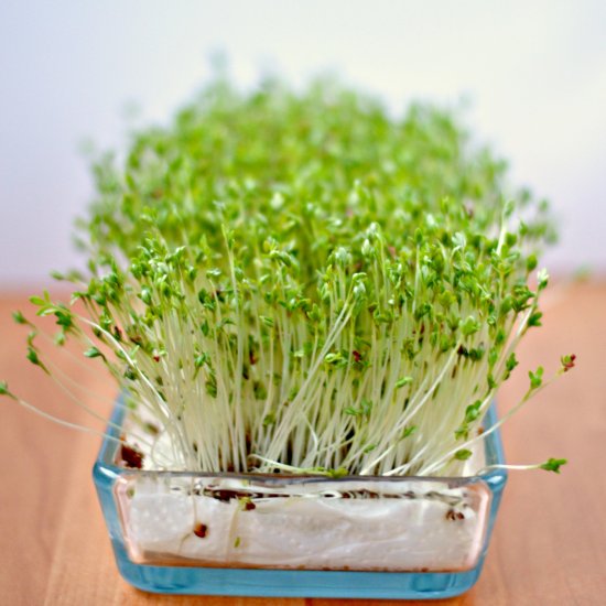 Sprouting – Step by Step How To