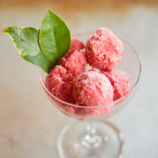 Blood Orange Sorbet