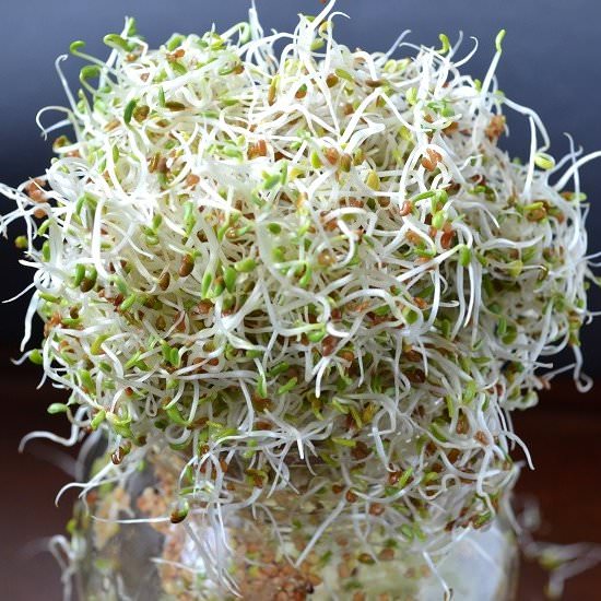 3 Steps for Growing Sprouts