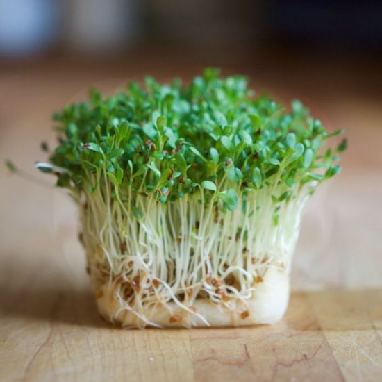 Alfalfa Sprouts