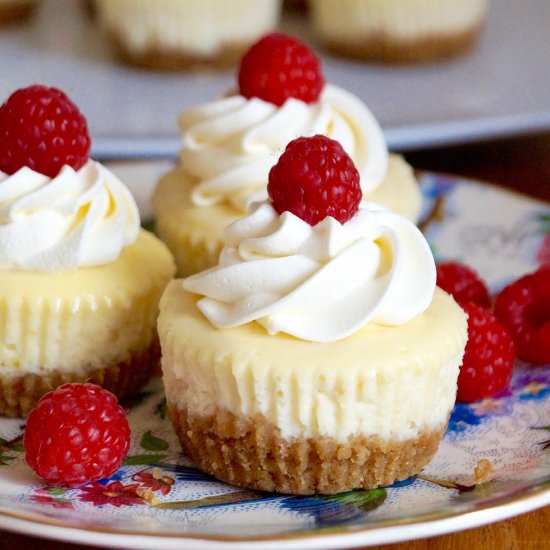 Mini Lemon Cheesecakes