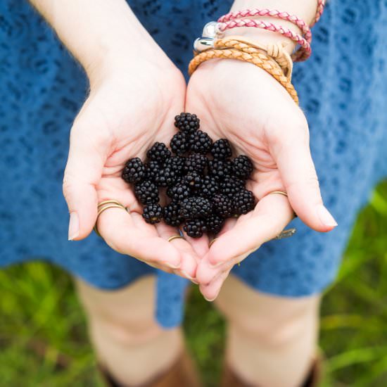 How & Where to Pick Dewberries