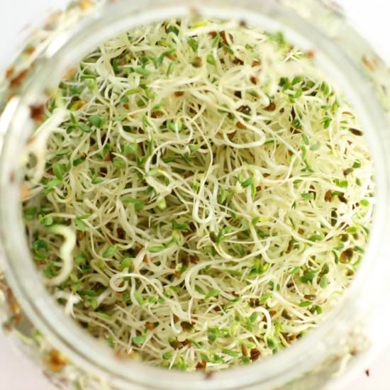 Growing Sprouts & How To Use Them