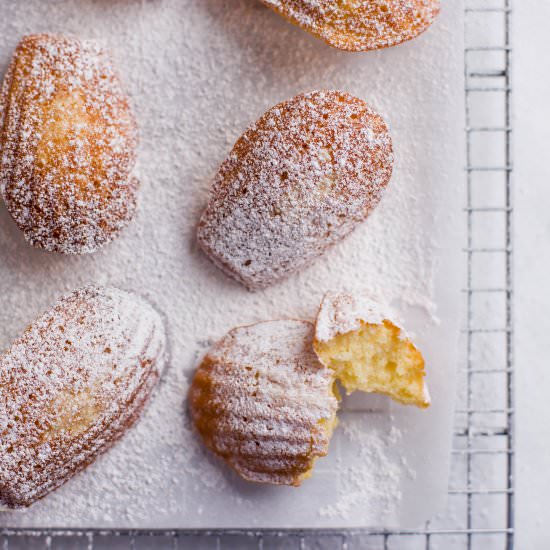 classic madeleines