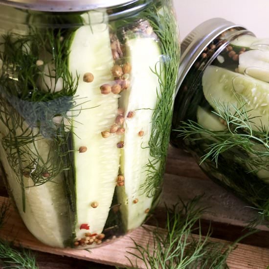 homemade refrigerated dill pickles