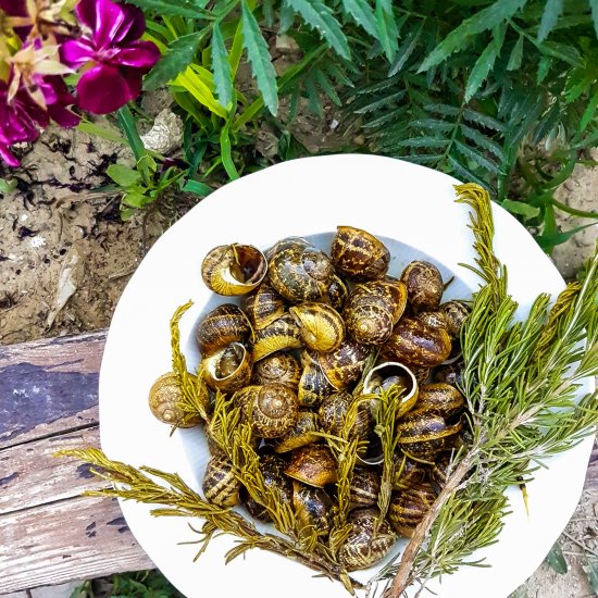 Escargot with Rosemary