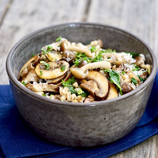 Mushroom farro With Truffle Oil