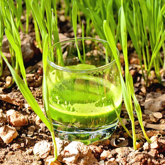 Wheatgrass Juice