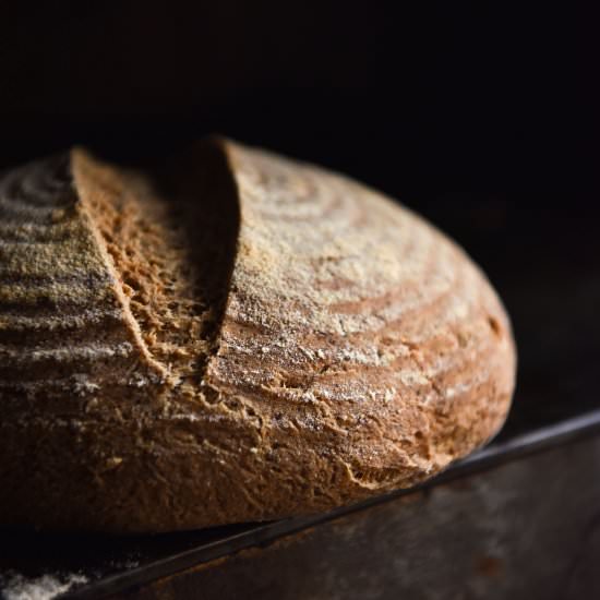 Gluten free sourdough starter