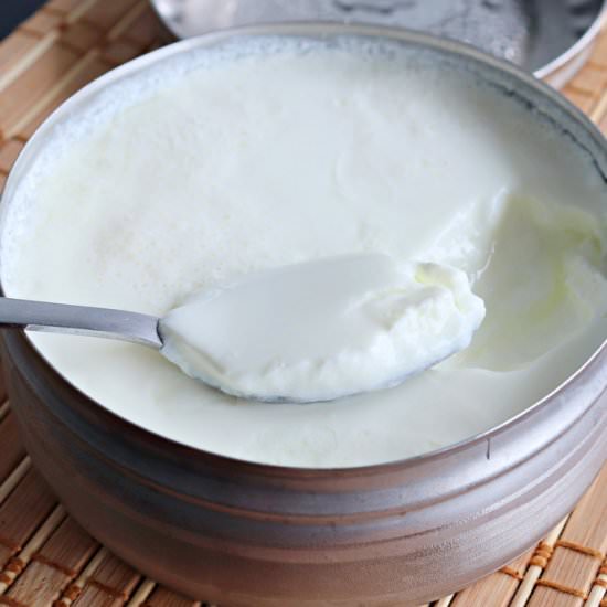 Home made Curd/Yogurt