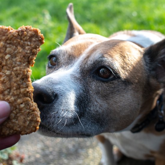 Peanut Butter Banana Dog Treats