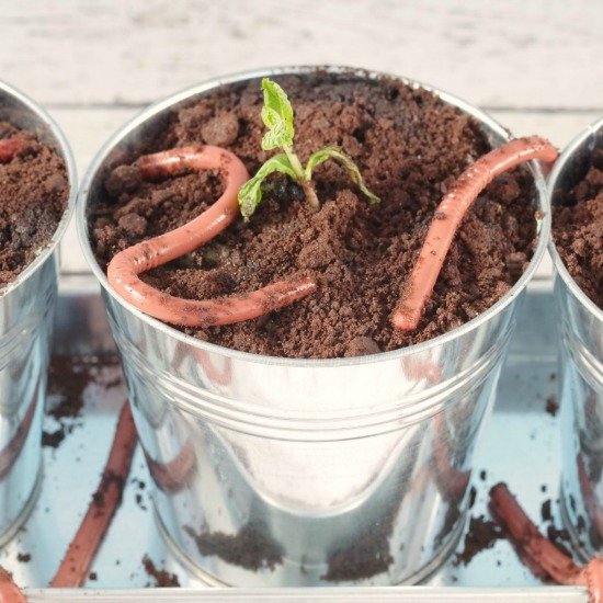 Jello Worms & Dirt Cups