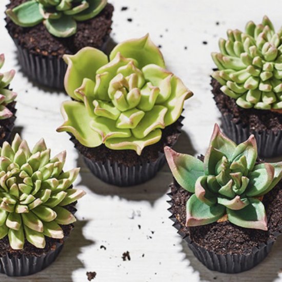 Succulent cupcakes