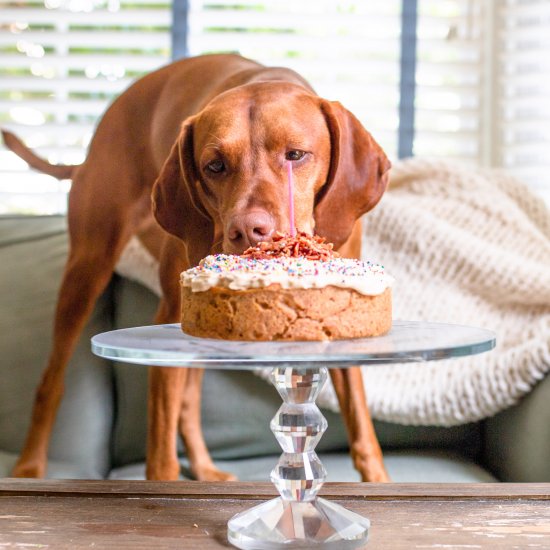 Peanut Butter Bacon Dog Cake