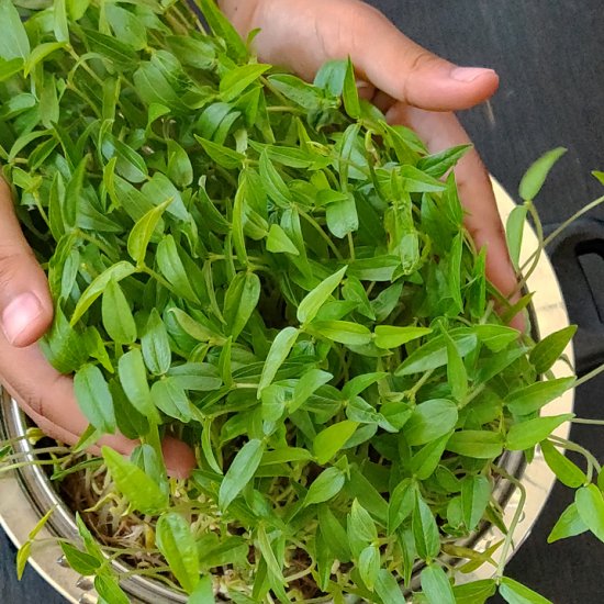 Homegrown Microgreen Video Tutorial