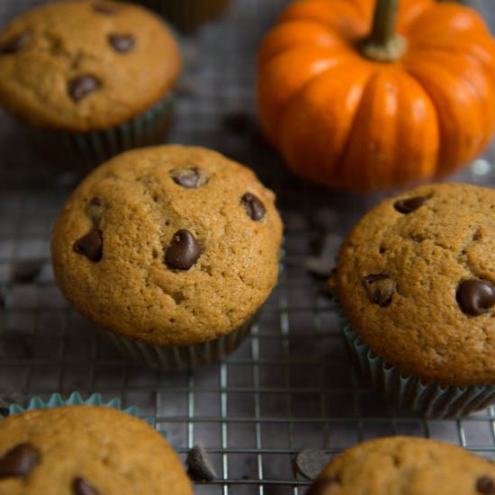 Pumpkin Chocolate Chip Muffins