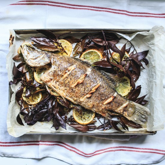 Bay Laurel Barramundi