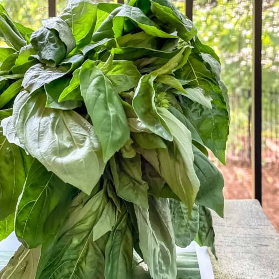 Best Way to Keep Basil Fresh!