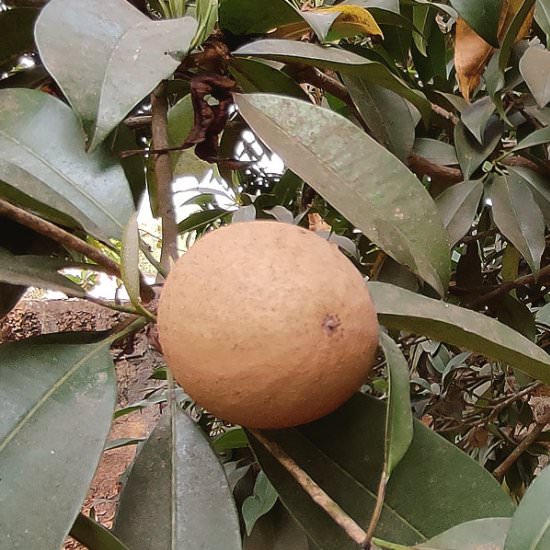 Sapodilla