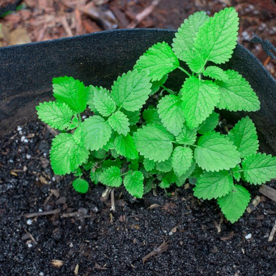 All About Lemon Balm