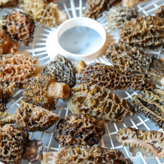 Drying Wild Morels