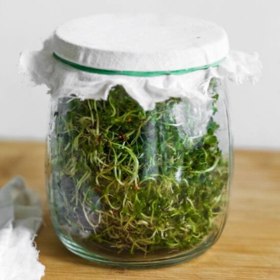 How to Grow Broccoli Sprouts