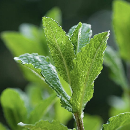 Fresh Mint Tea!