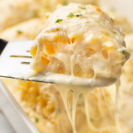 chicken alfredo lasagna roll ups