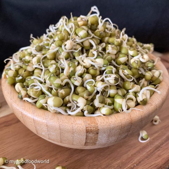 How to grow thick mung bean sprouts