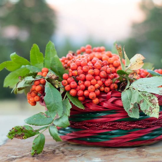 How to Forage & Use Rowanberries